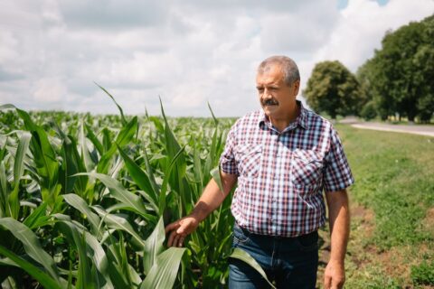 Adult farmer checking plants on his farm. agronomist holds tablet in the corn field and examining crops. Agribusiness concept. agricultural engineer standing in a corn field with a tablet.