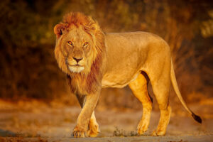 Bedesco Contabilidade | Impactos das Mudanças no Imposto de Renda para MEIs e PMEs